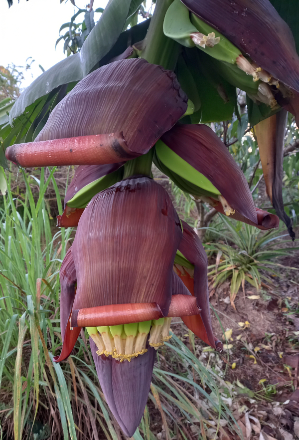 One of three bunches of bananas growing at present.